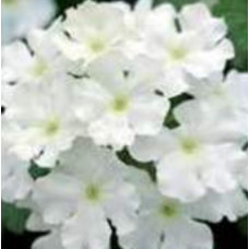 Verbena Showboat White