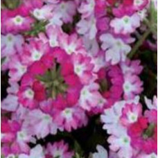 Verbena Sparkle Dark Pink