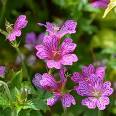 Geranium Cranesbill Foundling's Friend