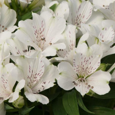 Alstroemeria Inticancha White Magic