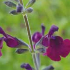 Salvia Nachtvlinder