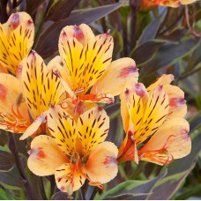 Alstroemeria Summer Breeze