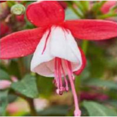 Fuchsia Fichsita Red and White