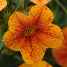 Calibrachoa Can-Can Terracotta