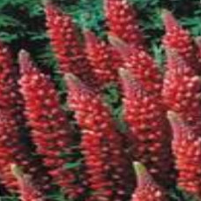Lupin - Gallery Red