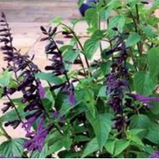 Salvia Amistad