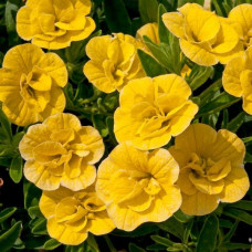 Calibrachoa Can-Can Double Dark Yellow