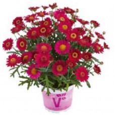 Argyranthemum Aramis Velvet Red