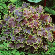 Heucherella Solar Eclipse