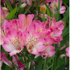 Alstroemeria Summer Break