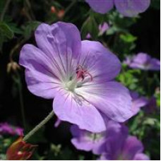 Geranium Cranesbill Rozanne