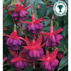 Fuchsia Hardy Dollar Princess