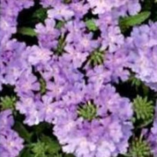 Verbena Showboat Lavender