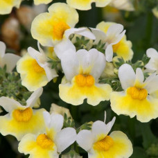 Nemesia Aroma Banana Split