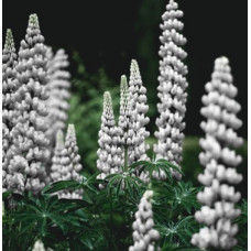 Lupin Gallery White