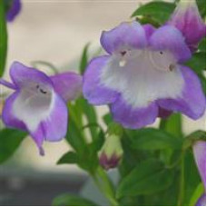 Penstemon  Czar