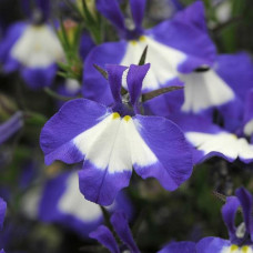 Lobelia Waterfall Blue Ice