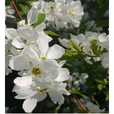 Exochorda The Bride