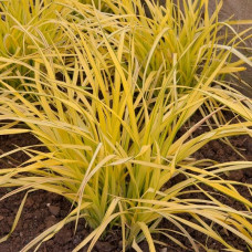 Carex Aurea