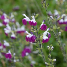 Salvia Amethyst Lips greggii