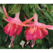 Fuchsia Bicentennial