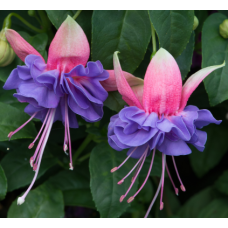 Fuchsia Cecile