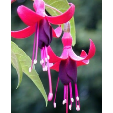 Fuchsia Hardy Dying Embers