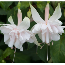 Fuchsia Pink Marshmallow