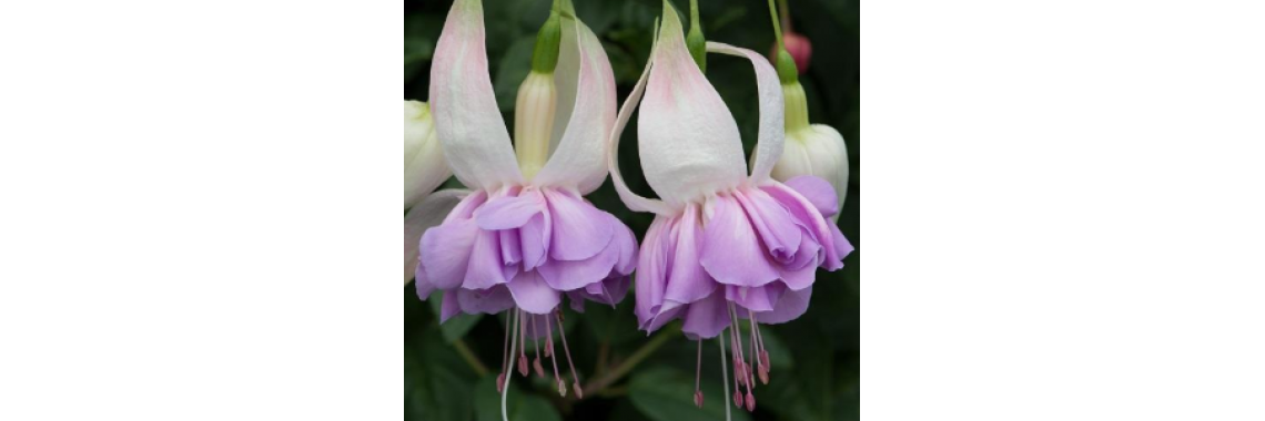 Fuchsia Wendy's Beauty