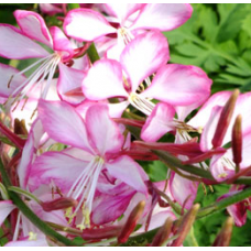 Gaura Freefolk Rosy