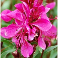 Gaura Gaudi Red