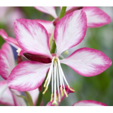 Gaura Rosyjane