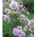 Geranium Cranesbill Cloud Nine