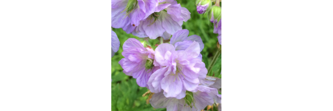 Geranium Cloud Nine