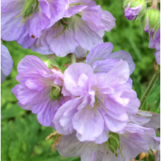 Geranium Cranesbill Cloud Nine