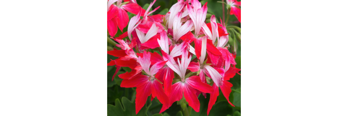 Geranium Summer Twist Red & White