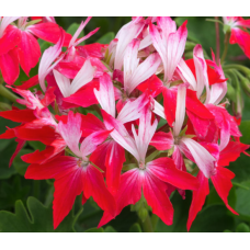 Geranium Summer Twist Red & White