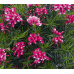 Grevillea - Canberra Gem (Spider Flower)