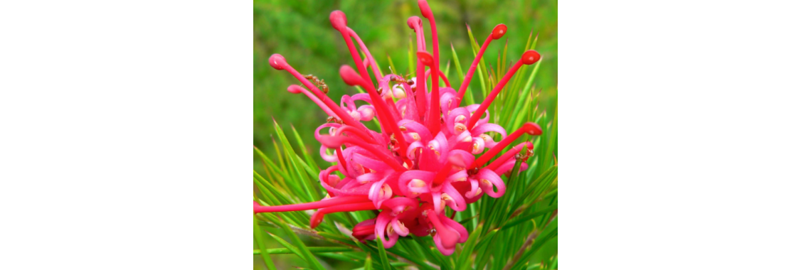 Grevillia Canberra Gem