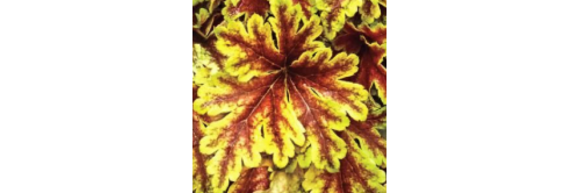 Heuchera Golden Zebra