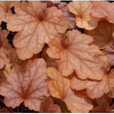 Heuchera Paprika