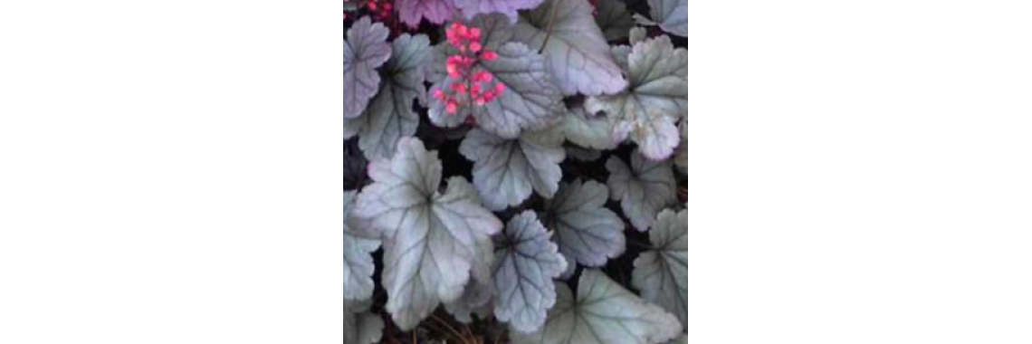 Heuchera Silver Gumdrop