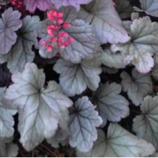 Heuchera Silver Gumdrop