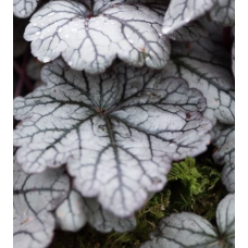 Heuchera Sugar Plum