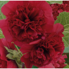 Hollyhock Charter Maroon