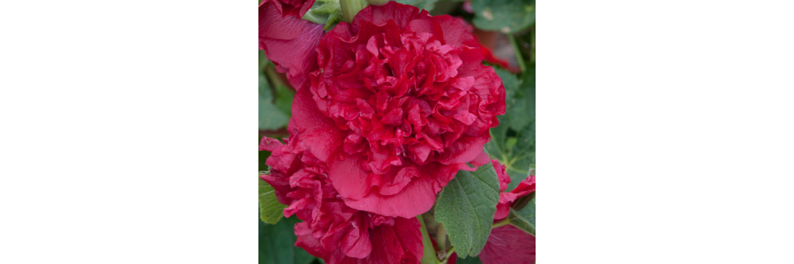 Hollyhock Charter Maroon