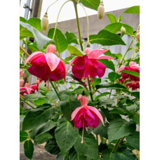 Fuchsia Hardy Garden News