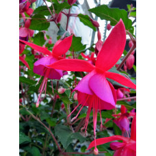 Fuchsia Hardy Beacon