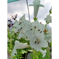 Penstemon Snow Storm