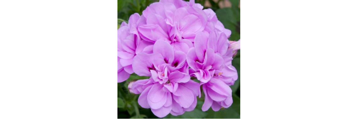 Ivy Geranium Bright Lilac